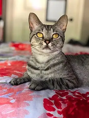 Egyptian Mau Cat Mio