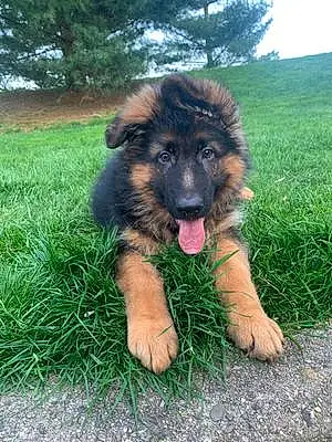Name German Shepherd Dog Baron