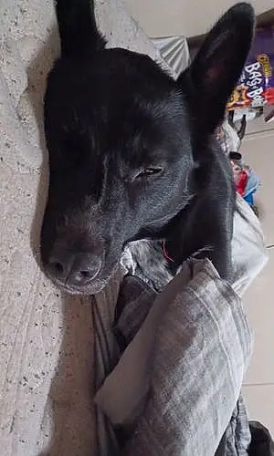Name Labrador Retriever Dog Bash