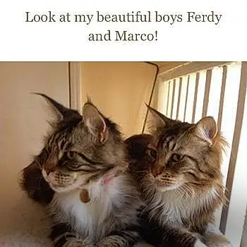 Marco And Ferdy