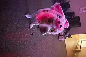 Chihuahua Dog Lizzy