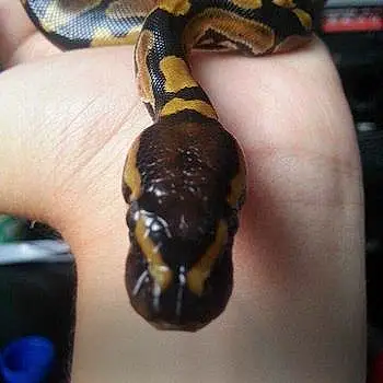 Baby Snake 1