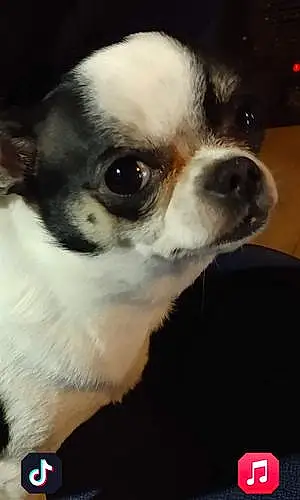 Name Chihuahua Dog Boogie