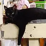 Cat, Felidae, Carnivore, Small To Medium-sized Cats, Whiskers, Snout, Tail, Black cats, Shelf, Bombay, Furry friends, Domestic Short-haired Cat, Cat Supply, Room, Pet Supply, Box, Havana Brown, Cardboard, Personal Protective Equipment