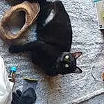 Cat, Felidae, Small To Medium-sized Cats, Carnivore, Whiskers, Bombay, Snout, Black cats, Tail, Furry friends, Wood, Domestic Short-haired Cat, Musical Instrument, Fashion Accessory, Grass, Linens, Claw, Canidae