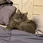 Cat, Comfort, Felidae, Carnivore, Textile, Small To Medium-sized Cats, Grey, Whiskers, Couch, Bed, Linens, Wood, Bed Sheet, Bedding, Furry friends, Domestic Short-haired Cat, Hardwood, Room, Duvet, Bedroom
