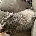 Cat, Comfort, Carnivore, Grey, Felidae, Small To Medium-sized Cats, Dog breed, Whiskers, Snout, Companion dog, Tail, Automotive Tire, Domestic Short-haired Cat, Paw, Human Leg, Furry friends, Canidae, Claw, Nap