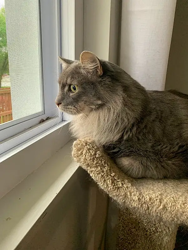 Cat, Window, Felidae, Carnivore, Small To Medium-sized Cats, Whiskers, Grey, Window Blind, Fawn, Snout, Tail, Wood, Terrestrial Animal, Furry friends, Domestic Short-haired Cat, Door, Cat Supply, Sitting, Cat Furniture, Sash Window