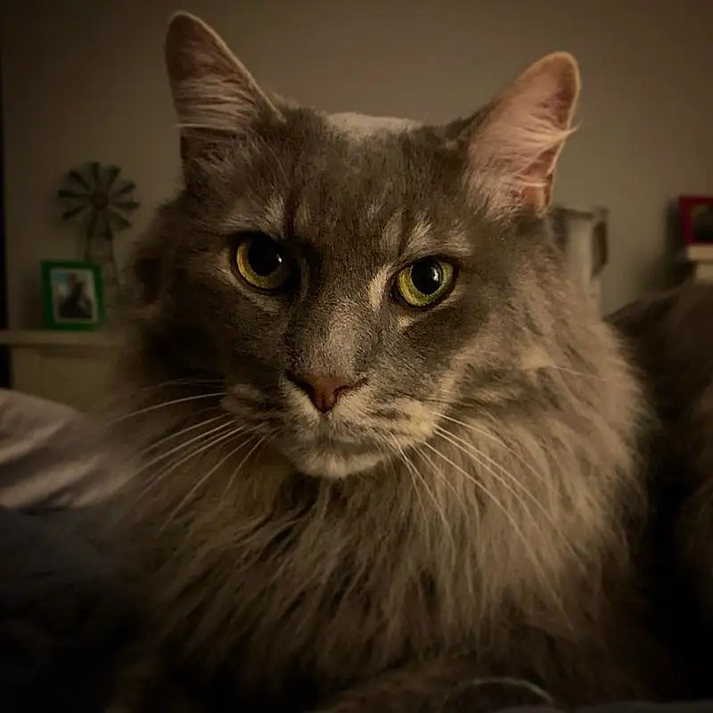 Hair, Head, Cat, Eyes, Felidae, Carnivore, Human Body, Small To Medium-sized Cats, Whiskers, Grey, Snout, Furry friends, Terrestrial Animal, Maine Coon, British Longhair, Laperm