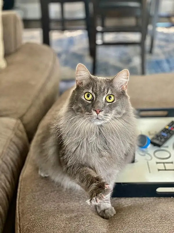 Cat, Felidae, Carnivore, Small To Medium-sized Cats, Whiskers, Grey, Snout, Plant, Window, Tail, Furry friends, Domestic Short-haired Cat, Couch, British Longhair, Paw, Terrestrial Animal, Computer Keyboard, Sitting, Claw, Chair