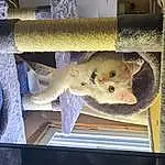 Felidae, Carnivore, Wood, Pet Supply, Small To Medium-sized Cats, Fawn, Whiskers, Rat, Window, Hamster, Marsupial, Muroidea, Tail, Domestic Short-haired Cat, Rodent, Animal Shelter, Cage, Furry friends, Gerbil, Pest