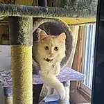 Cat, Window, Felidae, Carnivore, Small To Medium-sized Cats, Whiskers, Wood, Fawn, Snout, Tail, Furry friends, Domestic Short-haired Cat, Cat Furniture, Paw, Chair, Door, Sitting, Cat Supply, Animal Shelter, Automotive Tire