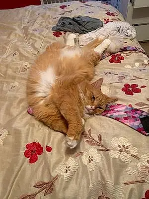Tabby Cat Orange Cat