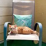 Cat, Furniture, Comfort, Chair, Table, Carnivore, Felidae, Wood, Whiskers, Small To Medium-sized Cats, Fawn, Line, Outdoor Furniture, Grass, Tail, Linens, Cat Supply, Rectangle, Window, Hardwood