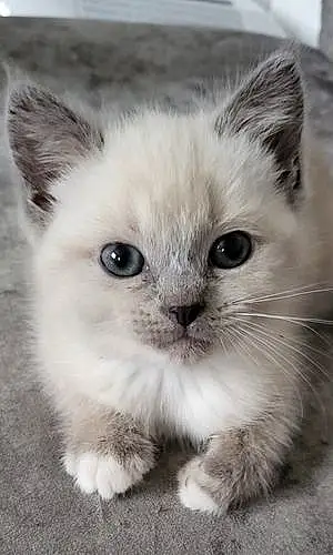 Name Ragdoll Cat Ebony