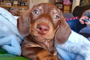 Name Dachshund Dog Charlie-brown