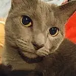 Cat, Whiskers, Fauna, Nose, Russian blue, Burmese, Domestic short-haired cat, Korat, Chartreux