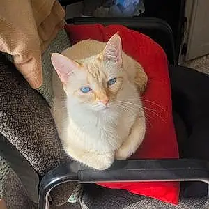 Siamese Cat Ripley