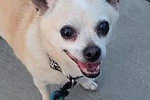 Name Chihuahua Dog Carmel