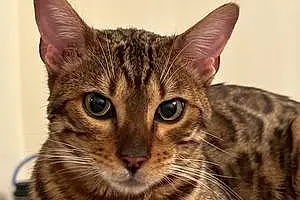 Bengal Cat Frankie