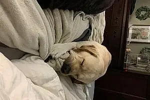 Name Labrador Retriever Dog Cairo