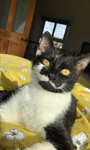 European Shorthair Cat Bella