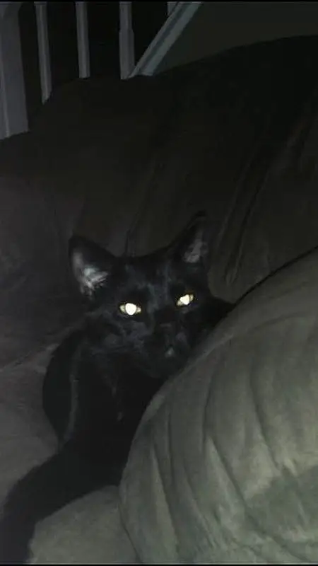 Cat, Black cats, Black, Whiskers, Darkness