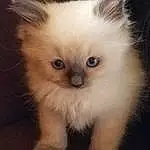 Cat, Birman, Ragdoll, Himalayan, Whiskers, Domestic long-haired cat, Kitten, Napoleon Cat, Persian, Domestic short-haired cat, British longhair