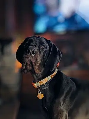Great Dane Dog Ember