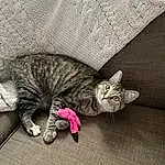Cat, Carnivore, Comfort, Felidae, Grey, Whiskers, Small To Medium-sized Cats, Fawn, Toy, Tail, Snout, Paw, Furry friends, Domestic Short-haired Cat, Claw, Sitting, Nap, Linens, Canidae, Couch