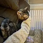 Cat, Comfort, Textile, Felidae, Carnivore, Wood, Fawn, Whiskers, Small To Medium-sized Cats, Window, Snout, Tail, Furry friends, Domestic Short-haired Cat, Claw, Paw, Woolen, Room, Animal Shelter, Wool