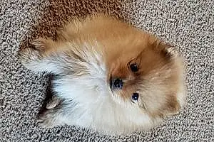 Pomeranian Dog Bix