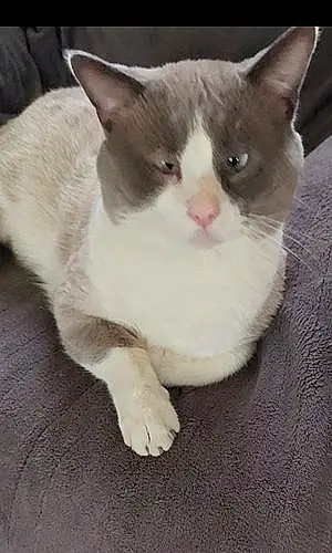 Siamese Cat Grigio