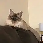 Cat, Siamese, Felidae, Carnivore, Small To Medium-sized Cats, Iris, Whiskers, Grey, Fawn, Lamp, Comfort, Balinese, Thai, Snout, Birman, Tail, Furry friends, Room, Lampshade, Wood