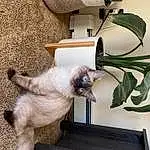 Cat, Plant, Felidae, Siamese, Carnivore, Flowerpot, Small To Medium-sized Cats, Fawn, Terrestrial Plant, Whiskers, Houseplant, Tail, Thai, Furry friends, Herb, Domestic Short-haired Cat, Balinese, Collar, Room, Comfort