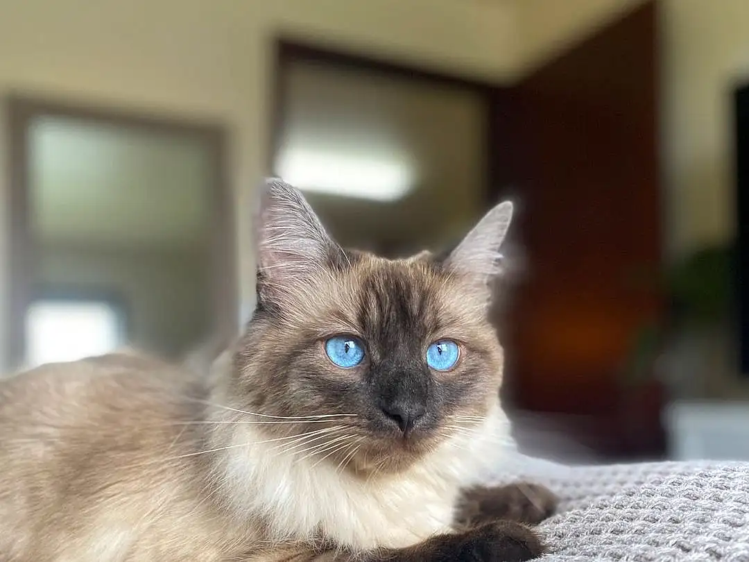 Cat, Eyes, Siamese, Carnivore, Felidae, Small To Medium-sized Cats, Iris, Grey, Whiskers, Fawn, Thai, Snout, Balinese, Domestic Short-haired Cat, Comfort, Furry friends, Tonkinese, Birman, Linens