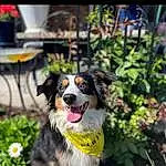 Plant, Dog, Dog breed, Carnivore, Companion dog, Chair, Table, Grass, Herding Dog, Pansy, Wild Pansy, Canidae, Smile, Art, Gun Dog, Furry friends, Working Dog, Flower, Tableware