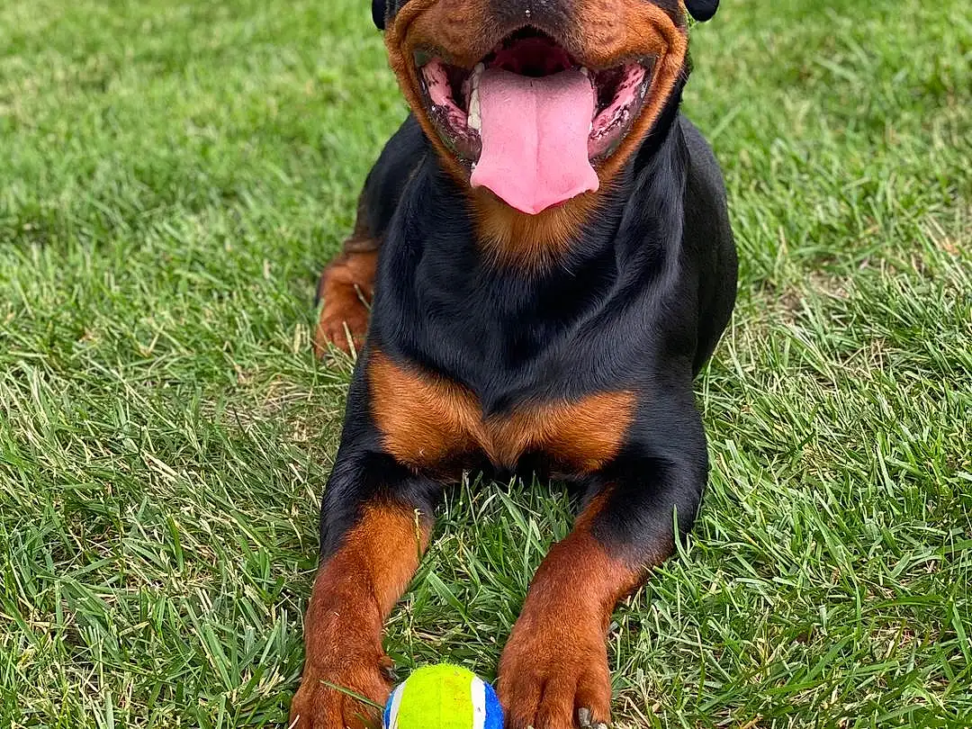 Dog, Green, Sports Equipment, Dog breed, Carnivore, Grass, Ball, Toy, People In Nature, Companion dog, Terrestrial Animal, Playing Sports, Rottweiler, Sports Toy, Whiskers, Soccer Ball, Football, Working Animal, Plant