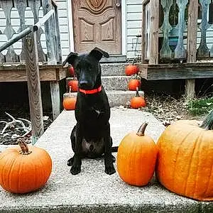 Halloween Dog Castiel