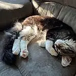 Cat, Comfort, Carnivore, Grey, Felidae, Small To Medium-sized Cats, Whiskers, Couch, Tail, Domestic Short-haired Cat, Furry friends, Paw, Claw, Nap, Canidae, Foot, Sleep