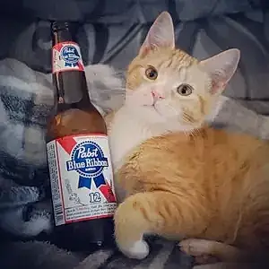 Name Tabby Cat Bourbon