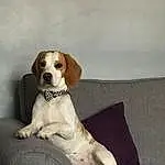 Dog, Dog breed, Carnivore, Companion dog, Fawn, Comfort, Working Animal, Couch, Snout, Canidae, Paw, Sitting, Collar, Dog Supply, Whiskers, Furry friends, Hound, Pillow, Gun Dog