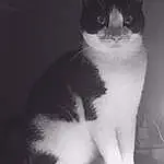 Cat, Black, White, Black and white, Whiskers, Nose, Black & White, Monochrome, Kitten, Domestic short-haired cat