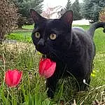 Cat, Black cats, Fauna, Flower