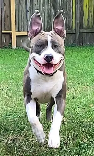 Name Pit Bull Terrier Dog Clutch