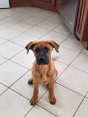 Boxer Dog Bella