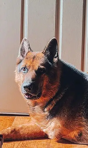 Name German Shepherd Dog Bronson