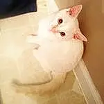 Cat, White, Whiskers, Skin, Kitten, Turkish Angora