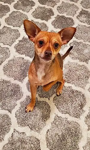 Name Chihuahua Dog Dart