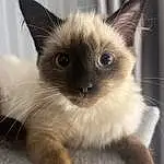 Cat, Siamese, Felidae, Carnivore, Small To Medium-sized Cats, Iris, Whiskers, Fawn, Birman, Snout, Furry friends, Terrestrial Animal, Curious, Ragdoll, Balinese, Thai
